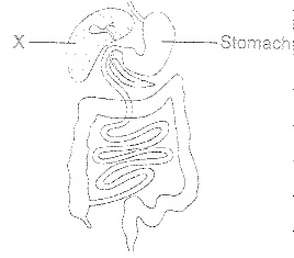 Stomach2.jpg