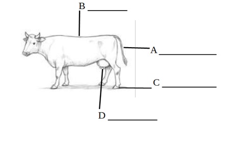 cow.jpg