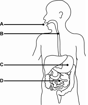 digestive-diagram.png