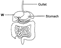 digestive-system.png