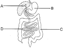 digestive-system2.png