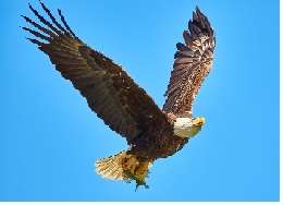 eagle.jpg