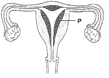 female-reproductive.png