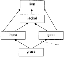 food-web2.png