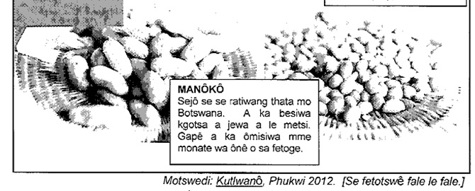 maungoa-tlholego2.jpg