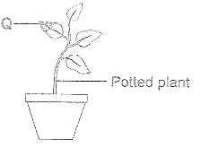 potted-plant.jpg