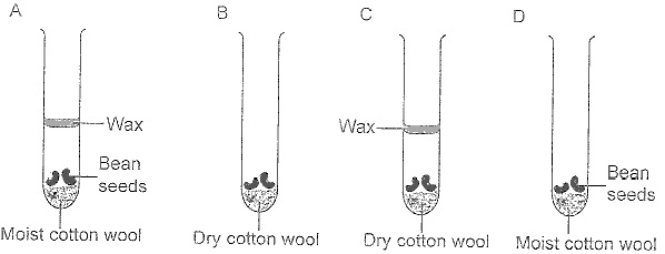 seed-germination.jpg