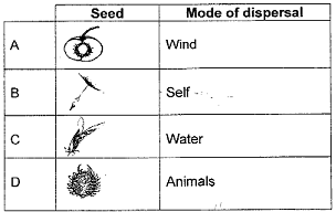 seeds.png