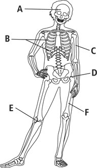 skeleton01.gif